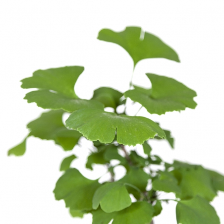 Ginkgo biloba - 39 cm