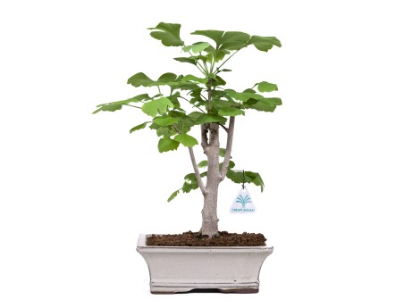 Ginkgo biloba - 39 cm
