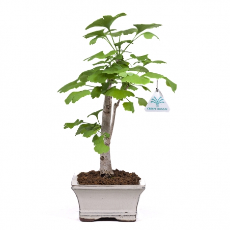 Ginkgo biloba - 39 cm
