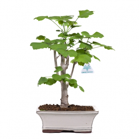 Ginkgo biloba - 39 cm