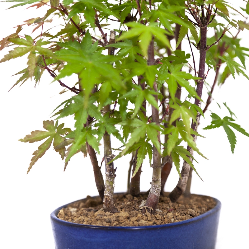 Acer palmatum kyobeni - Maple - 25 cm