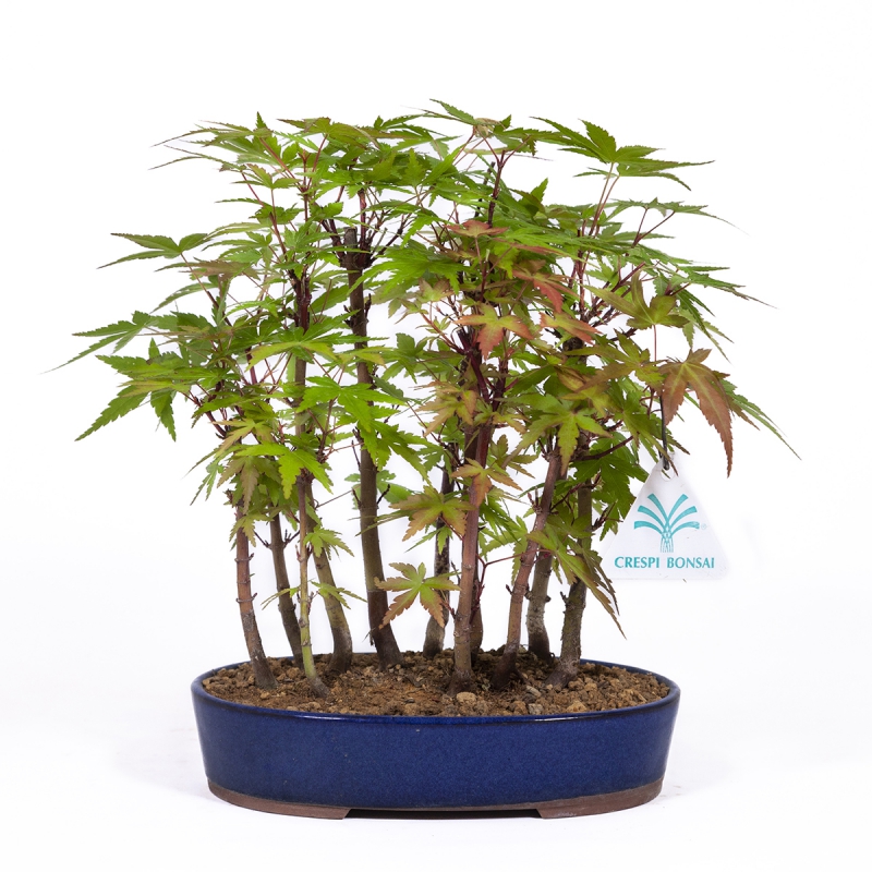 Acer palmatum kyobeni - Acero - 25 cm