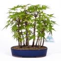 Acer palmatum kyobeni - Acero - 25 cm