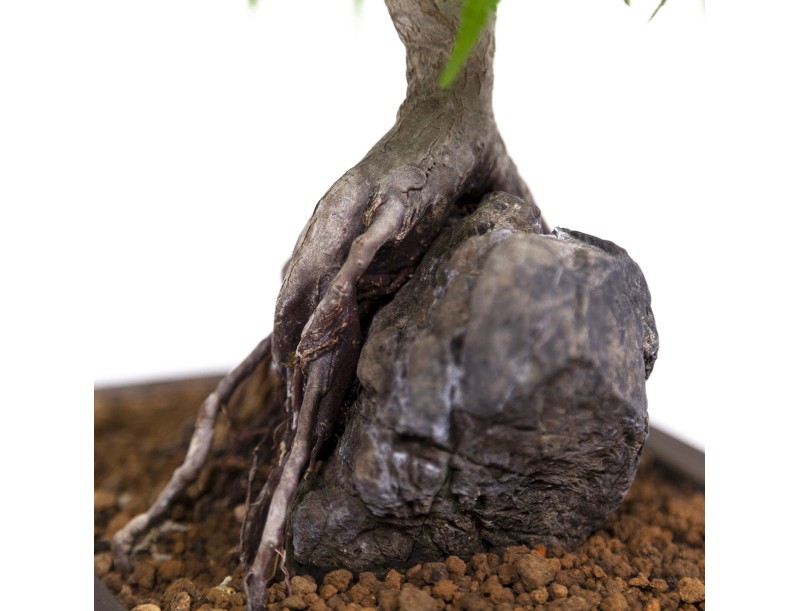 Acer palmatum - Ahorn - 40 cm