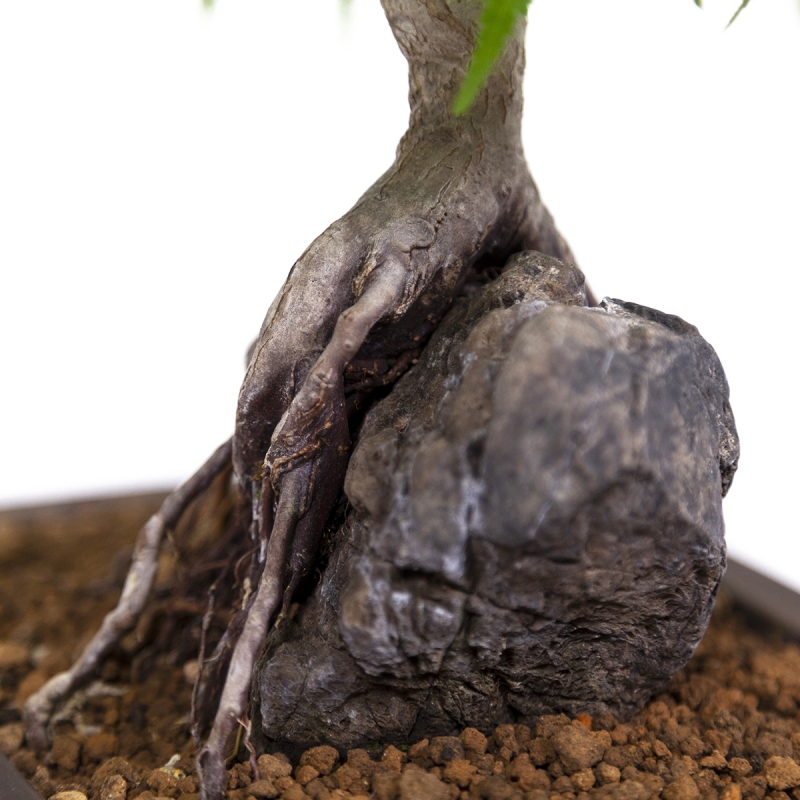 Acer palmatum - Esdoorn - 40 cm