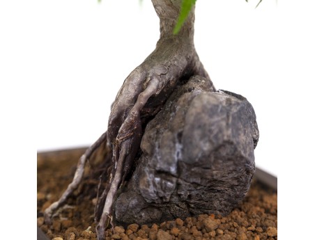 Acer palmatum - Acero - 40 cm