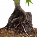 Acer palmatum - Esdoorn - 40 cm