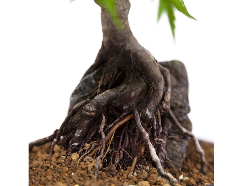 Acer palmatum - Ahorn - 40 cm