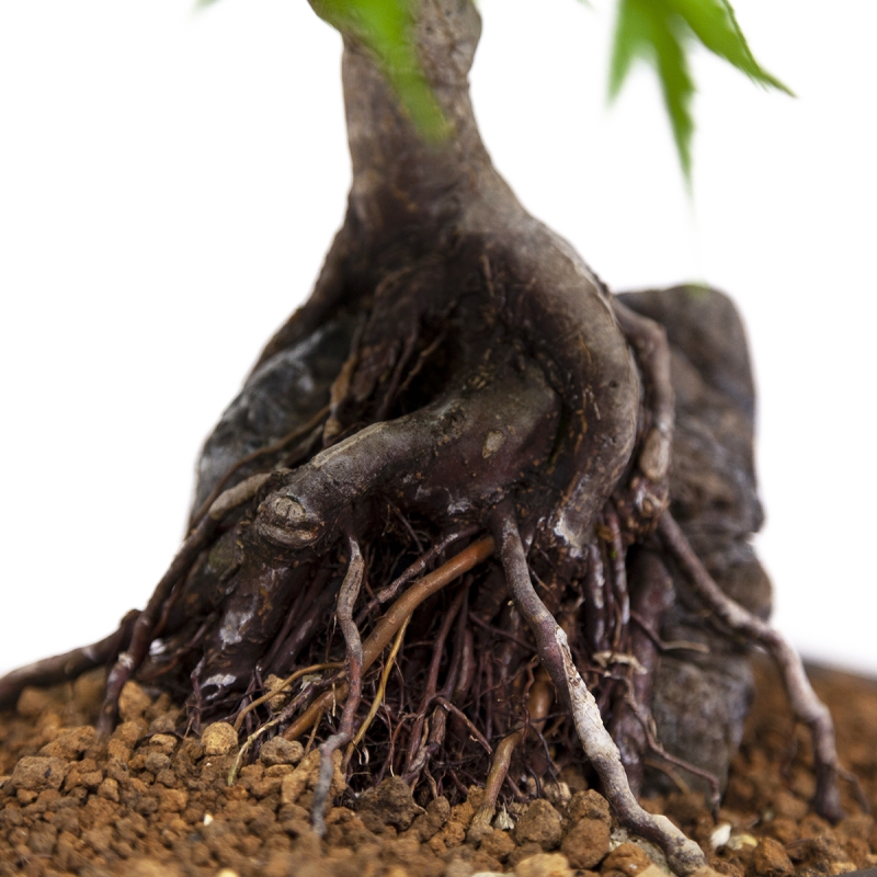 Acer palmatum - Esdoorn - 40 cm
