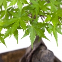 Acer palmatum - Esdoorn - 40 cm
