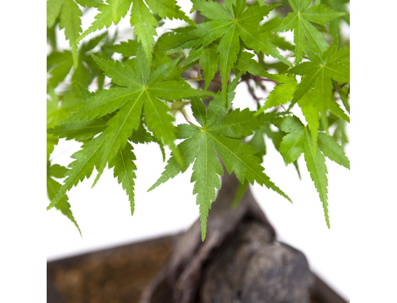 Acer palmatum - Ahorn - 40 cm