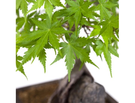 Acer palmatum - Maple - 40 cm