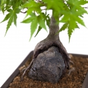 Acer palmatum - Esdoorn - 40 cm