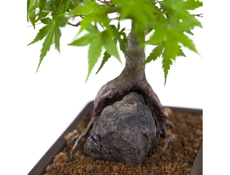 Acer palmatum - Arce - 40 cm