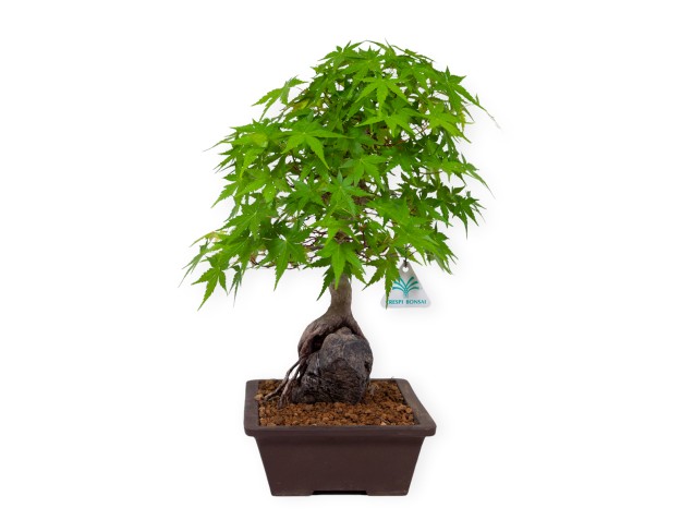 Acer palmatum - Ahorn - 40 cm 2
