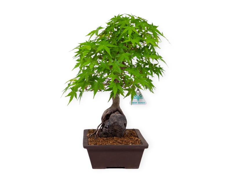 Acer palmatum - Arce - 40 cm