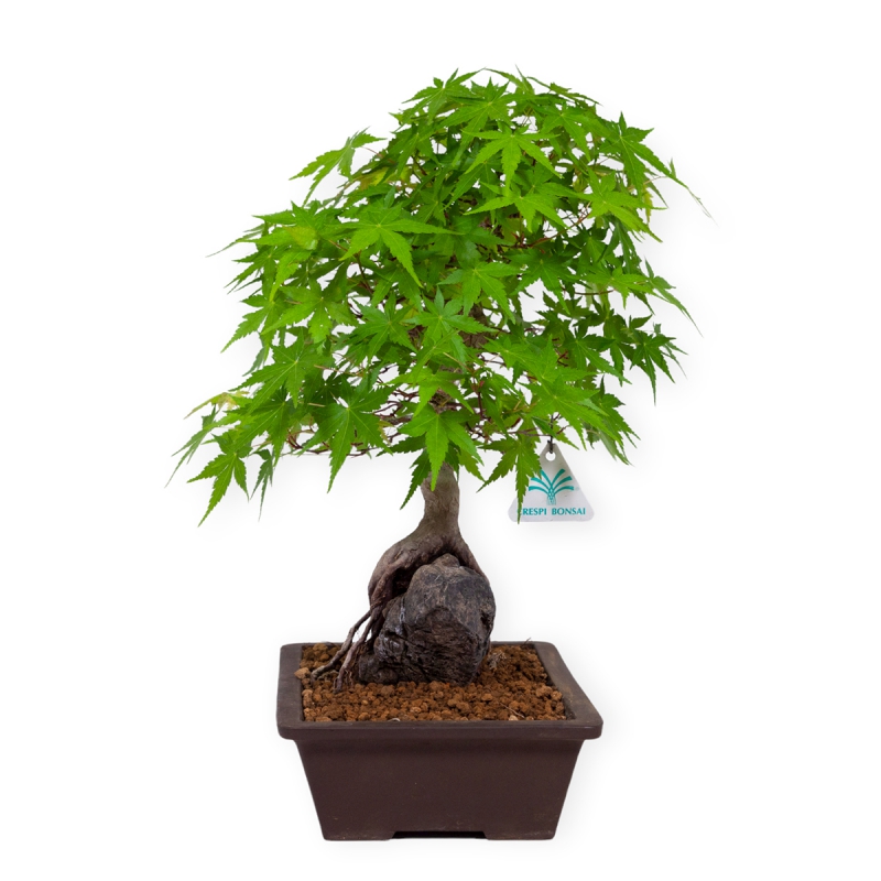Acer palmatum - Esdoorn - 40 cm