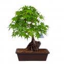 Acer palmatum - Esdoorn - 40 cm