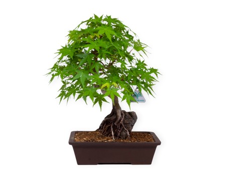Acer palmatum - Ahorn - 40 cm