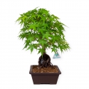 Acer palmatum - Esdoorn - 40 cm