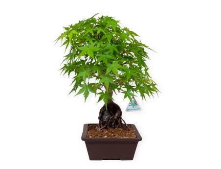 Acer palmatum - Arce - 40 cm