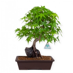 Acer palmatum - Érable - 40 cm