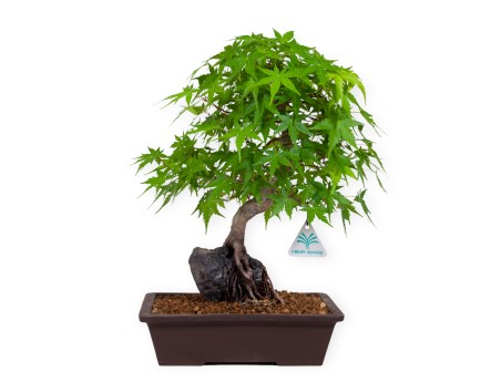 Acer palmatum - Arce - 40 cm
