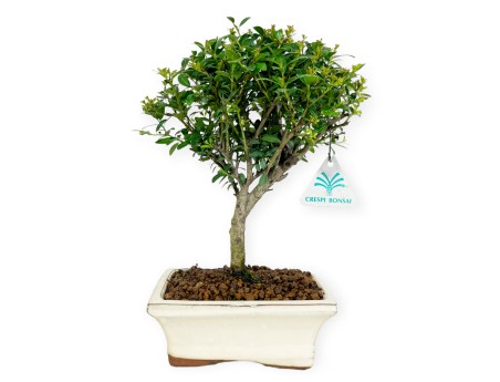 Ilex crenata - Agrifoglio - 25 cm