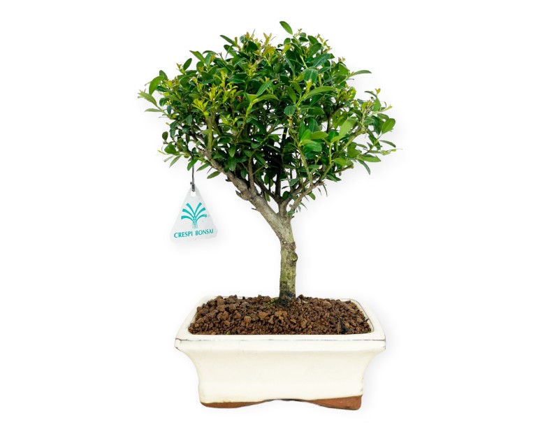 Ilex crenata - Holly - 25 cm