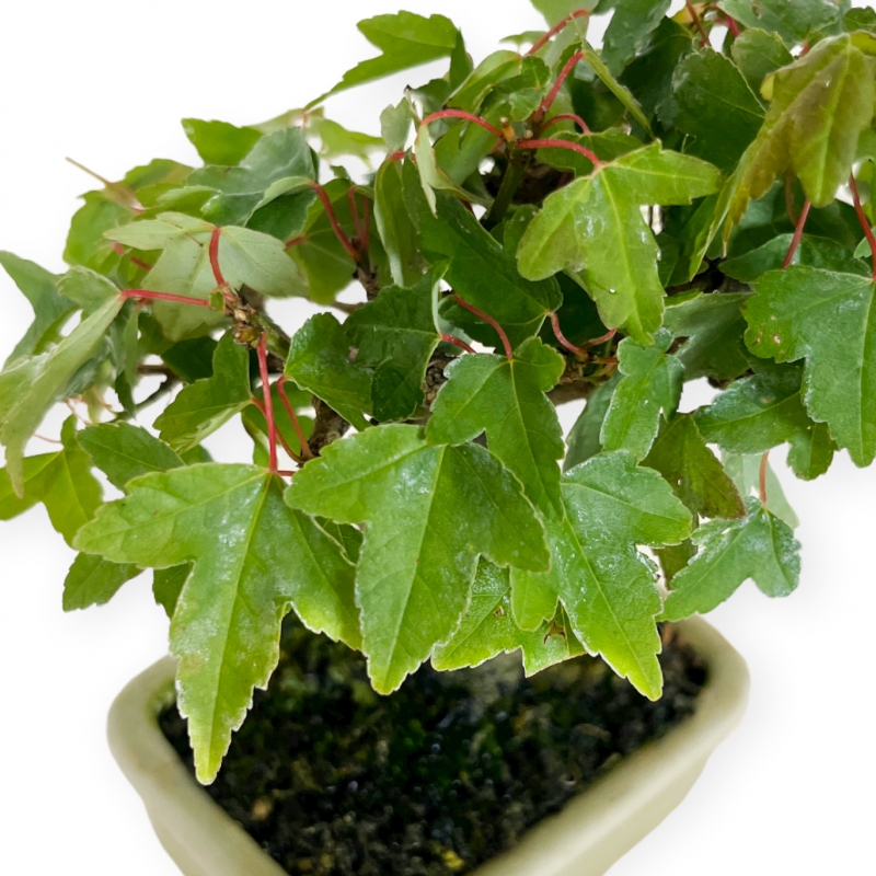 Acer buergerianum - maple - 12 cm