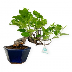 Celastrus orbiculatus - claustro oriental agridulce - 25 cm