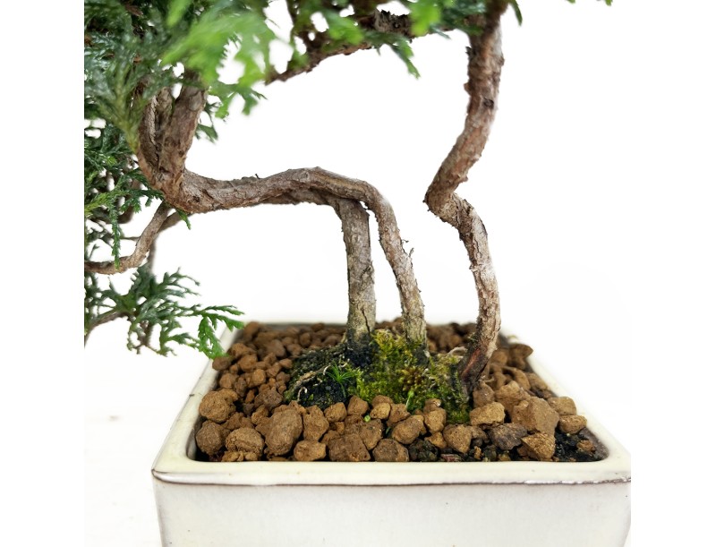 Chamaecyparis obtusa - 23 cm