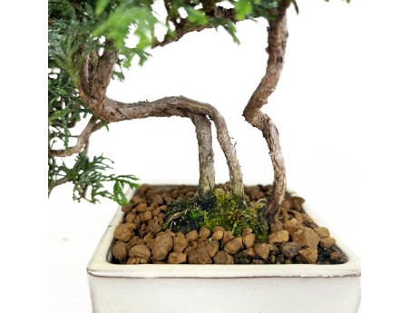 Chamaecyparis obtusa - Faux cyprès - 23 cm