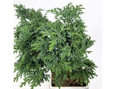 Chamaecyparis obtusa - 23 cm