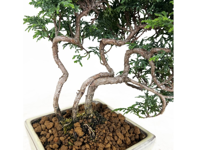 Chamaecyparis obtusa - Faux cyprès - 23 cm