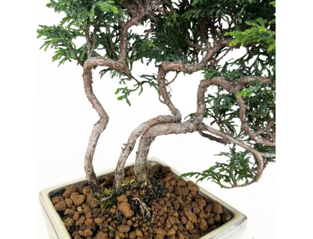 Chamaecyparis obtusa - Faux cyprès - 23 cm