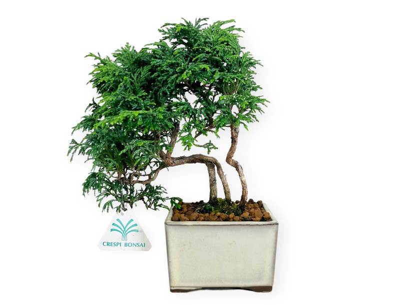 Chamaecyparis obtusa - Faux cyprès - 23 cm