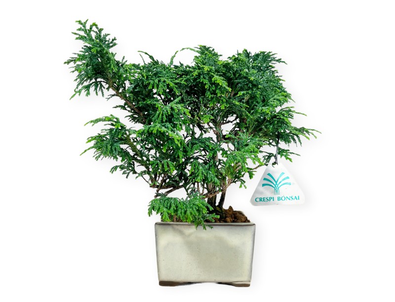 Chamaecyparis obtusa - 23 cm