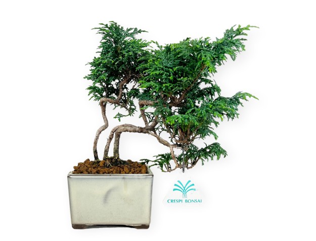 Chamaecyparis obtusa - False cypress - 23 cm