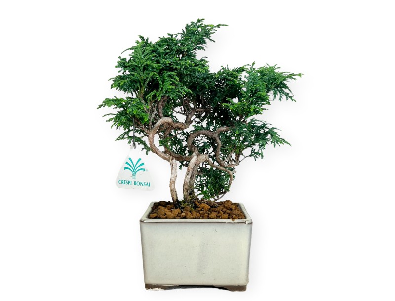 Chamaecyparis obtusa - Faux cyprès - 23 cm
