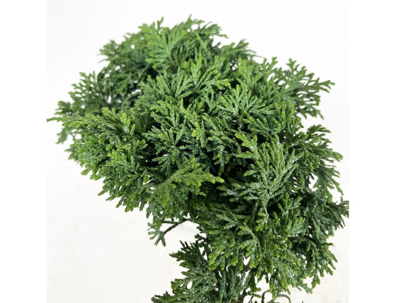 Chamaecyparis obtusa - False cypress - 18 cm