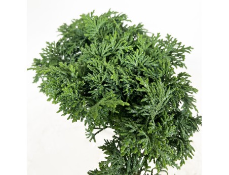 Chamaecyparis obtusa - 18 cm