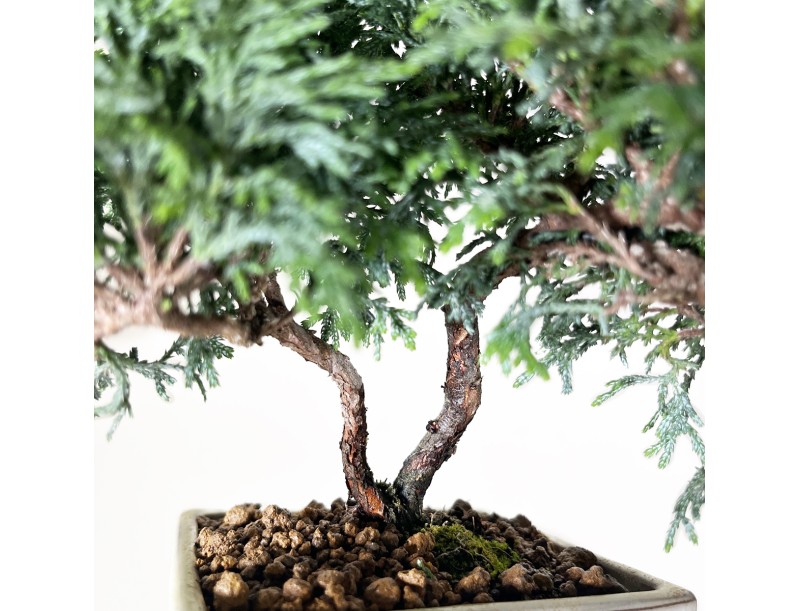 Chamaecyparis obtusa - 18 cm