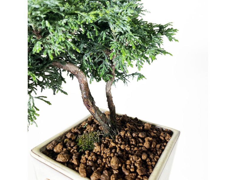 Chamaecyparis obtusa - False cypress - 18 cm