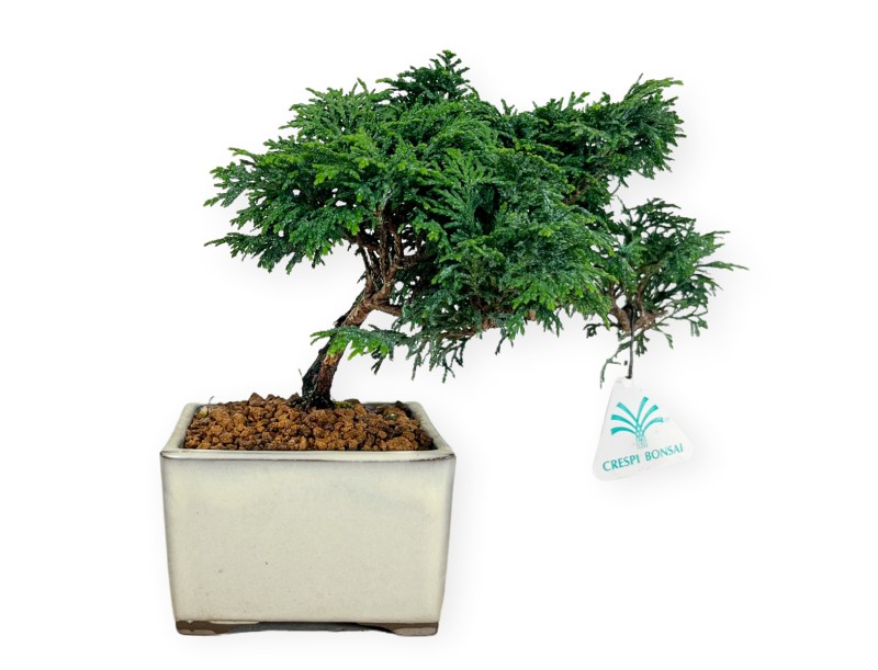 Chamaecyparis obtusa - False cypress - 18 cm
