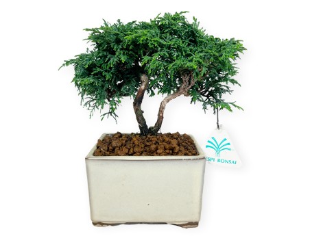 Chamaecyparis obtusa - Faux cyprès - 18 cm