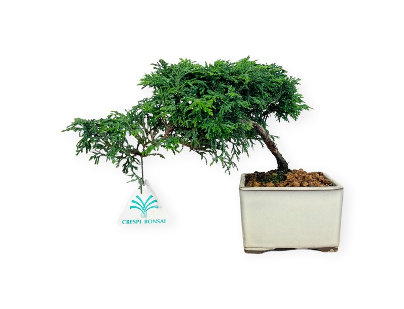 Chamaecyparis obtusa - Falso cipresso - 18 cm