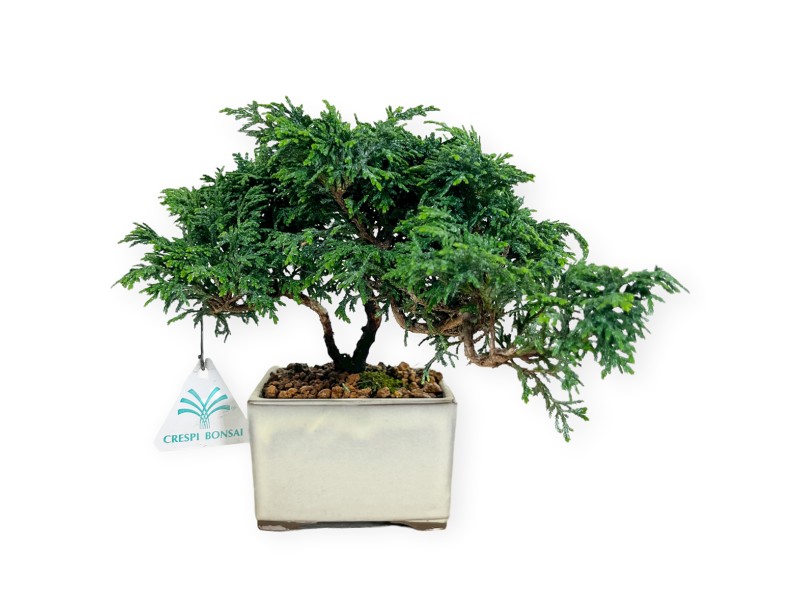 Chamaecyparis obtusa - Falso cipresso - 18 cm