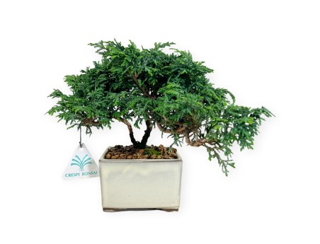 Chamaecyparis obtusa - Falso cipresso - 18 cm