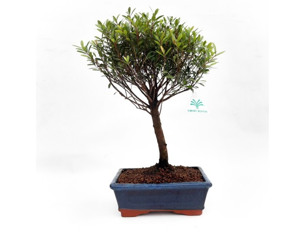 Syzygium communis - Myrtle - 36 cm